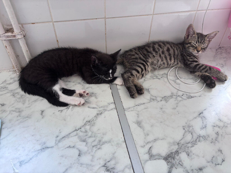 Kittens