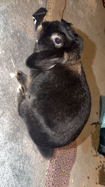 Female Lopped eared rabbit