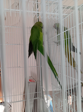Ringed neck parakeet