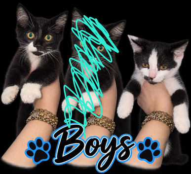 2x Male Kittens 9 weeks old