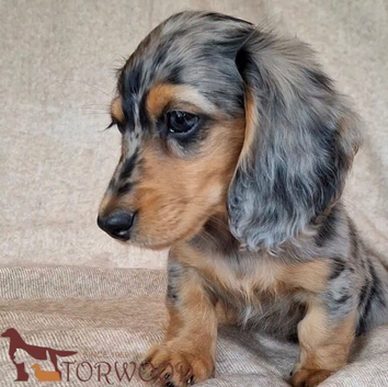 Gorgeous silver dapple long haired miniature dachsund girls