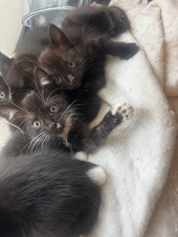 Beautiful litter of girls