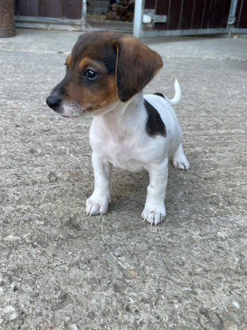 Jack Russell puppies