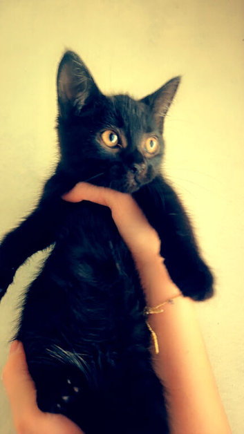 Lovely  black kittens