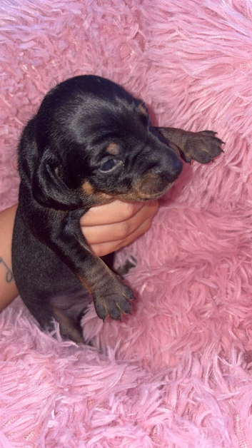 Puppies