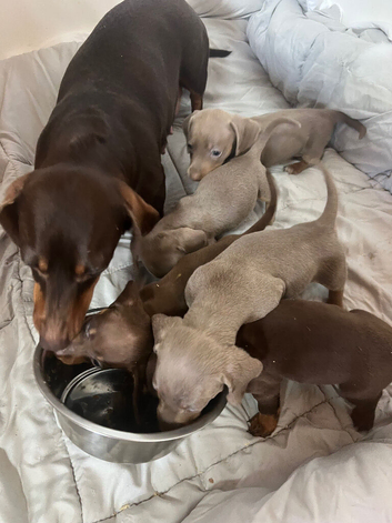 Miniature dachshund puppies