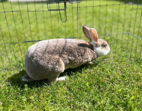 Mini Rex doe