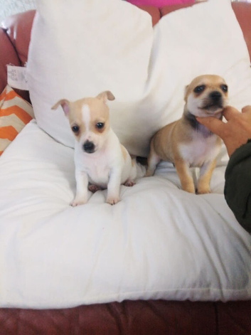 chihuahua Bambi CAN DELIVER