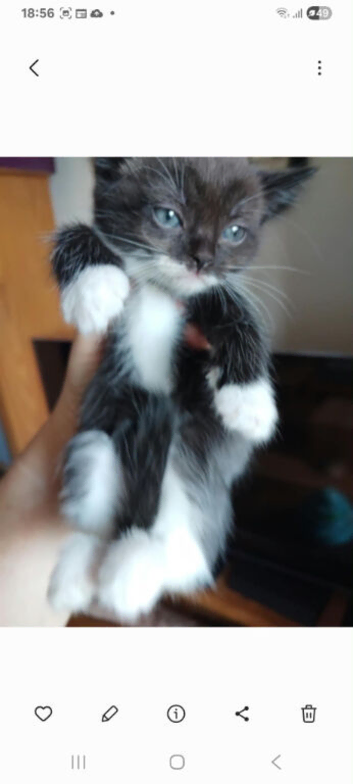 Persian mix kittens