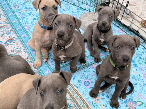 Whippet puppy&rsquo;s