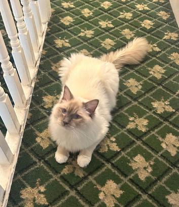 RAGDOLL MALE