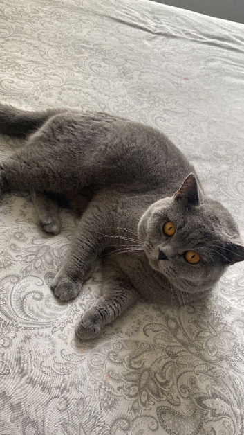 British shorthair