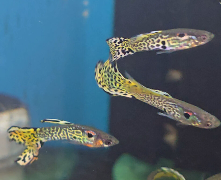 Yellow Cobra Juvenile Guppys