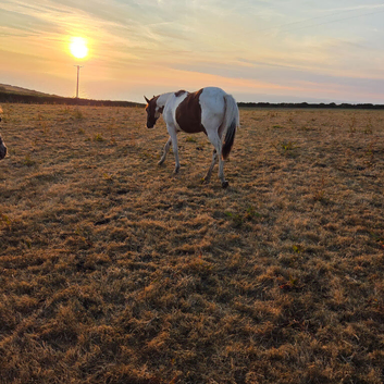 Beautiful gelding