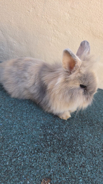 For sale lion head/ mini lop mix baby