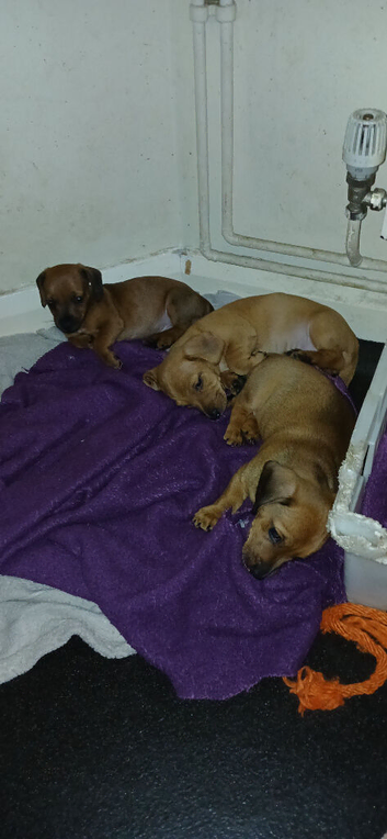 Puppies