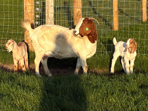 Nanny goat with twins