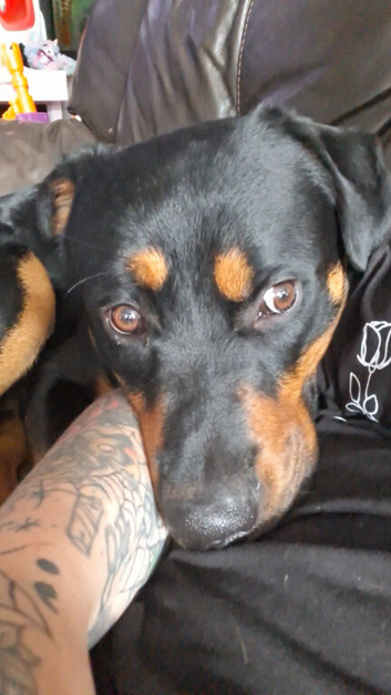 Shepweiler