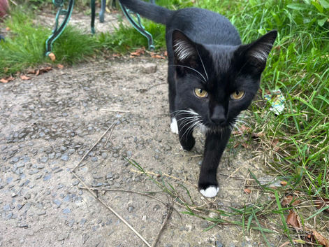 Older Kitten for sale (vaccinated)