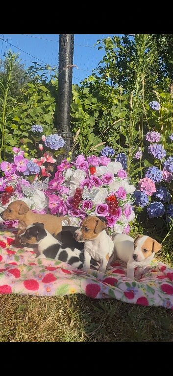 Tri jack Russell puppies