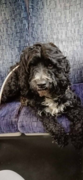 Beatiful cockapoo