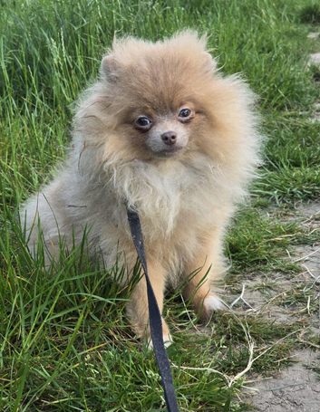 Lilac & tan female pom older puppy
