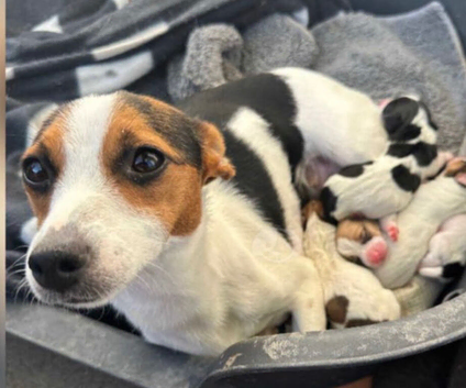 Jackrussell puppies