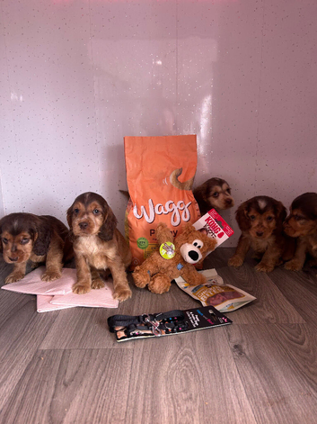 Beautiful show Cocker puppies available