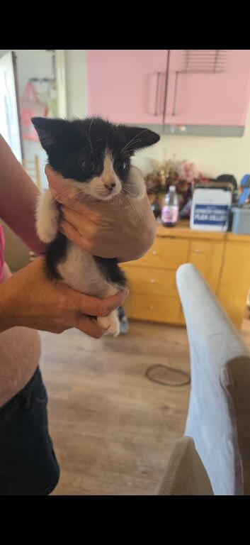 kittens for sale ready on 24th august