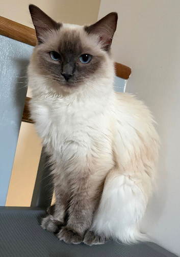 GCCF Ragdoll girl