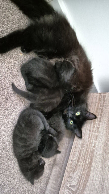 Long haired Kittens looking for forever homes