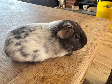 Guinea pigs baby boys