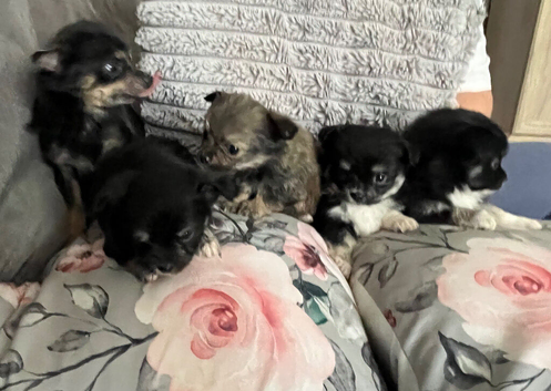 Chichon puppy's