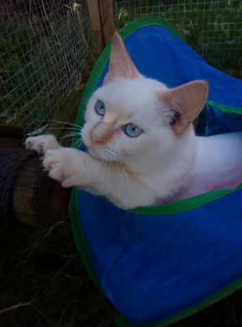 Stunning Ragdoll cross kittens