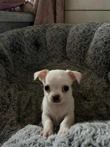 3 short haired chihuahuas for sale