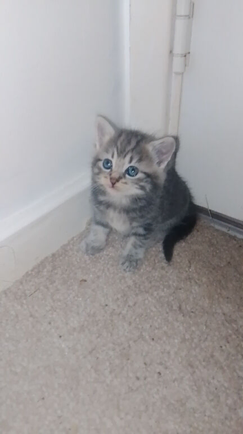 Female kitten