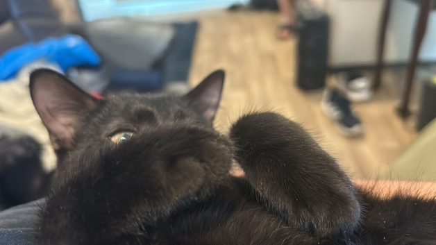 Kitten