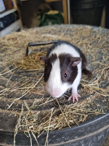 Baby boys