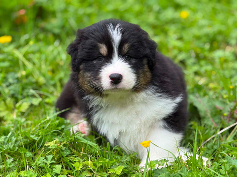 Australian Shepherd Puppies