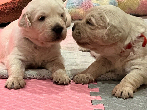 English cream golden retriever puppies