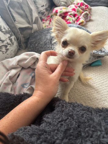Teacup chihuahua
