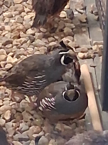 Californian Quail