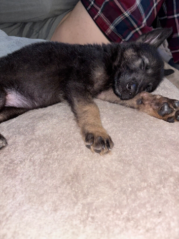 German shepard puppy for sale