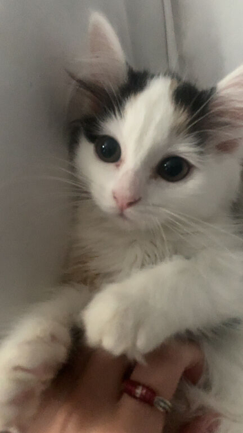 2 loving kittens for sale !!