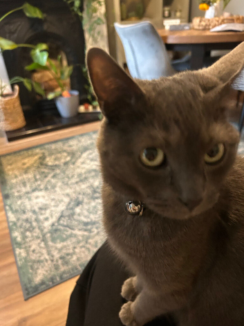 Cat 6 years old