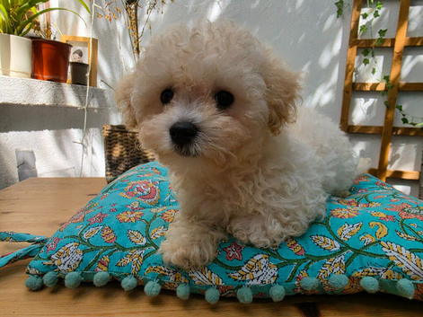 Beautiful Cavapoochon 1 boy and 1 girl