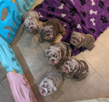 Quality English bulldog puppies
