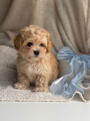 Korean Maltipoo puppies available