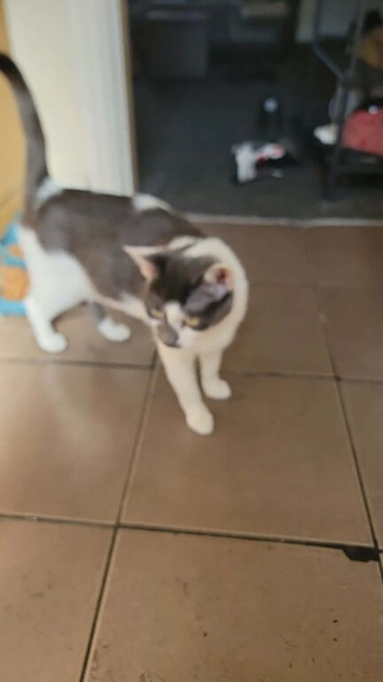 Kitens