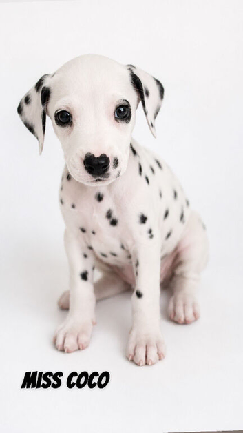 Dalmatian puppies ready next week!